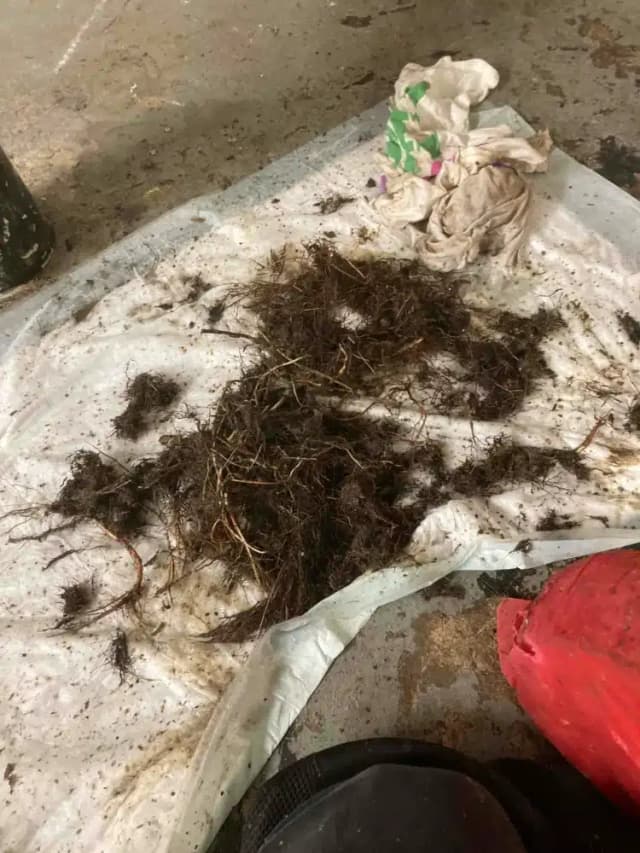 tree roots from sewer rodding