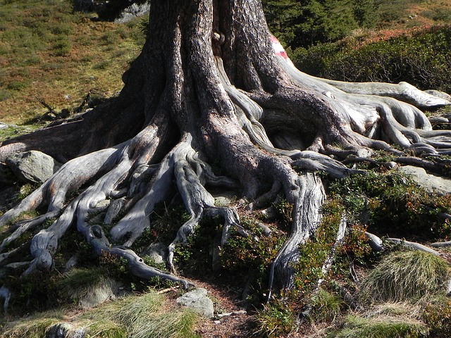 tree roots